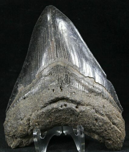 Black, Serrated, Fossil Megalodon Tooth #26521